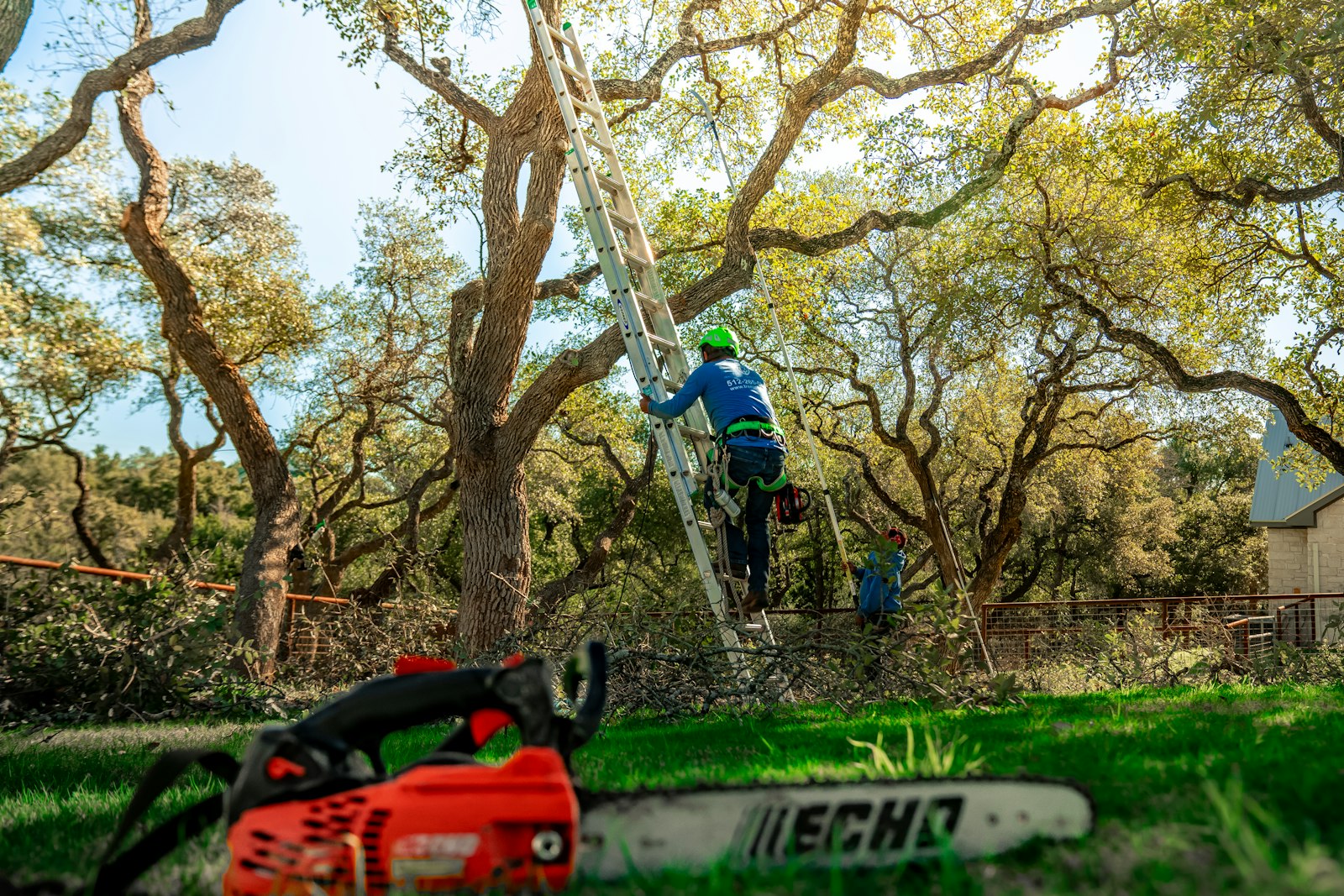 Arborist climbing a ladder to prune a large backyard tree beside a house, with a chainsaw on the lawn